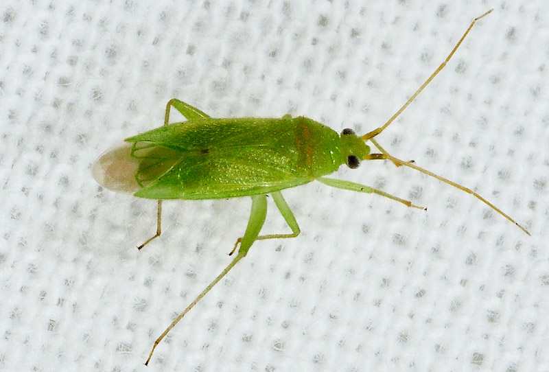 Miridae: Orthotylus cfr. nassatus